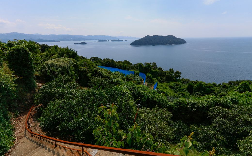 【先行予約】【数量限定】＼農園直送／愛媛県産 愛果28号（特選） 3kg×1箱（2025年12月中旬より順次発送） 【ふるさと納税 人気 おすすめ ランキング 柑橘 みかん ミカン 蜜柑 愛果28号 紅 まどんな と同品種 果物 フルーツ 岡市農園 愛媛県産 愛媛県 伊方町 送料無料】 IKTV004