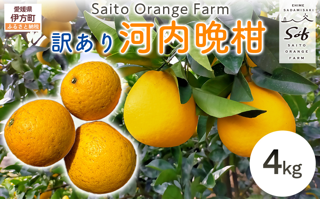 【先行予約】Saito Orange Farmの訳あり河内晩柑4kg ※2027年4月下旬頃より順次発送予定 IKTAQ004