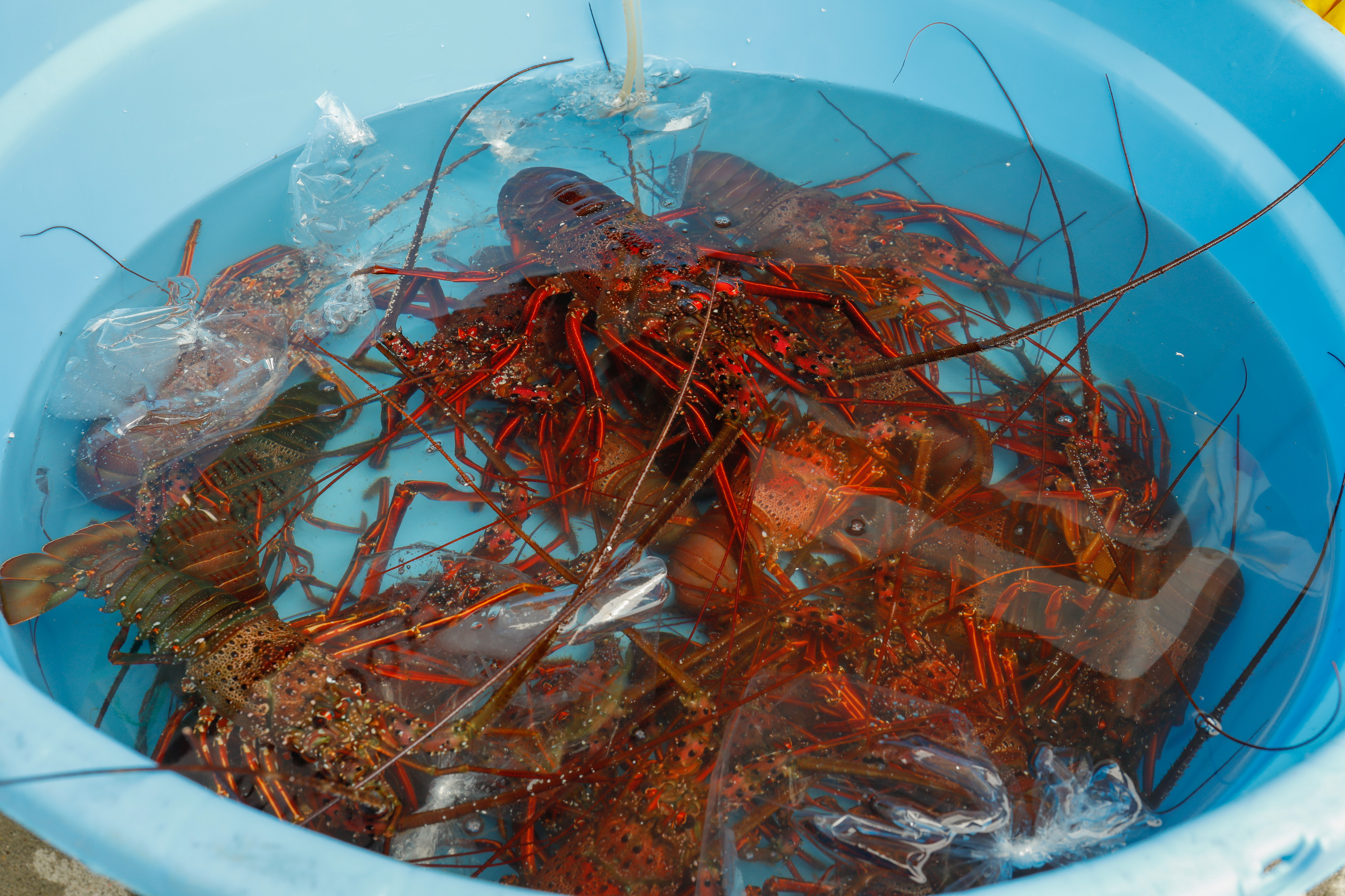 【先行予約】【数量限定】産地直送！活き伊勢えび 約200～250g×3尾 ※北海道・東北地方・沖縄・離島への配送不可（2026年9月上旬頃より順次発送） IKTJ009