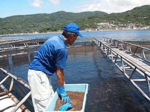 海鮮 鯛めしセット（130g×4個） ｜ 鯛 海鮮 魚介 魚 冷凍 宇和島産 愛媛