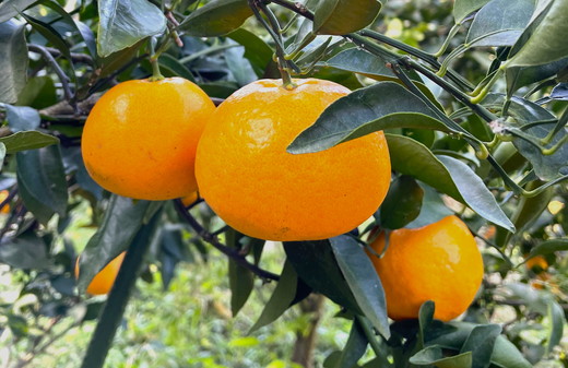 【先行予約】Saito Orange Farmのはるみ5kg ｜ 柑橘 みかん ミカン フルーツ  果物 愛媛　※離島への配送不可　※2025年2月中旬頃より順次発送予定