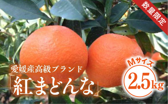 【数量限定】【先行予約】【贈答用】限定100ケース！紅まどんな（2.5kg/Mサイズ） ｜ 柑橘 みかん ミカン 蜜柑 フルーツ 高級 特別 有名　※離島への配送不可　※2024年12月上旬～2025年1月下旬頃に順次発送予定