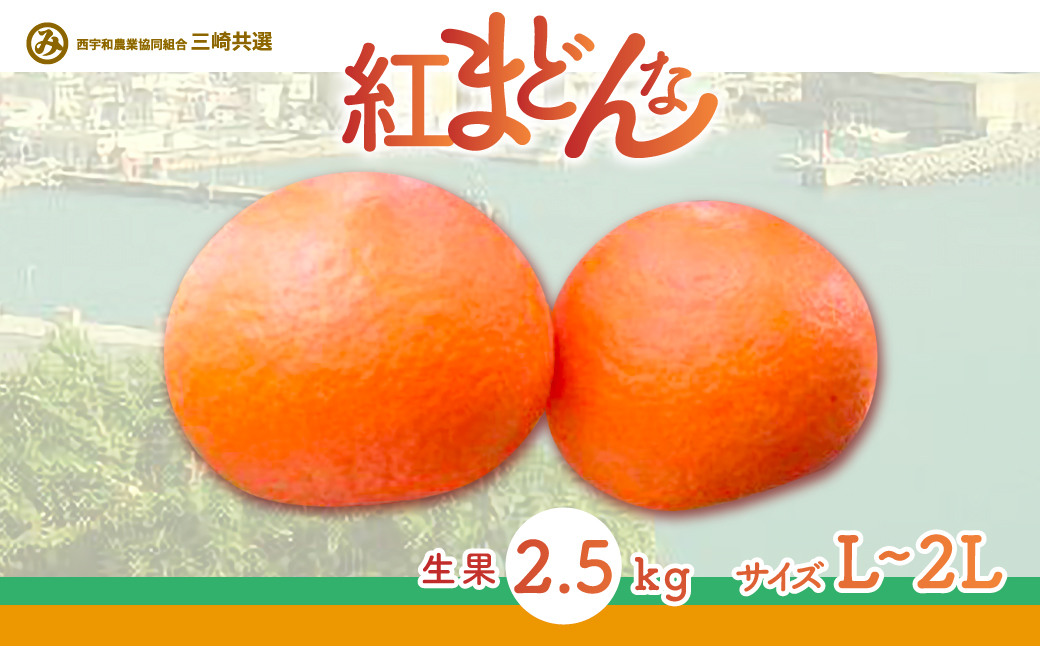 【先行予約】【数量限定】【贈答用】限定100ケース！紅まどんな（生果2.5kg/L〜2Lサイズ）※離島への配送不可（2025年12月上旬より順次発送予定） IKTBD002