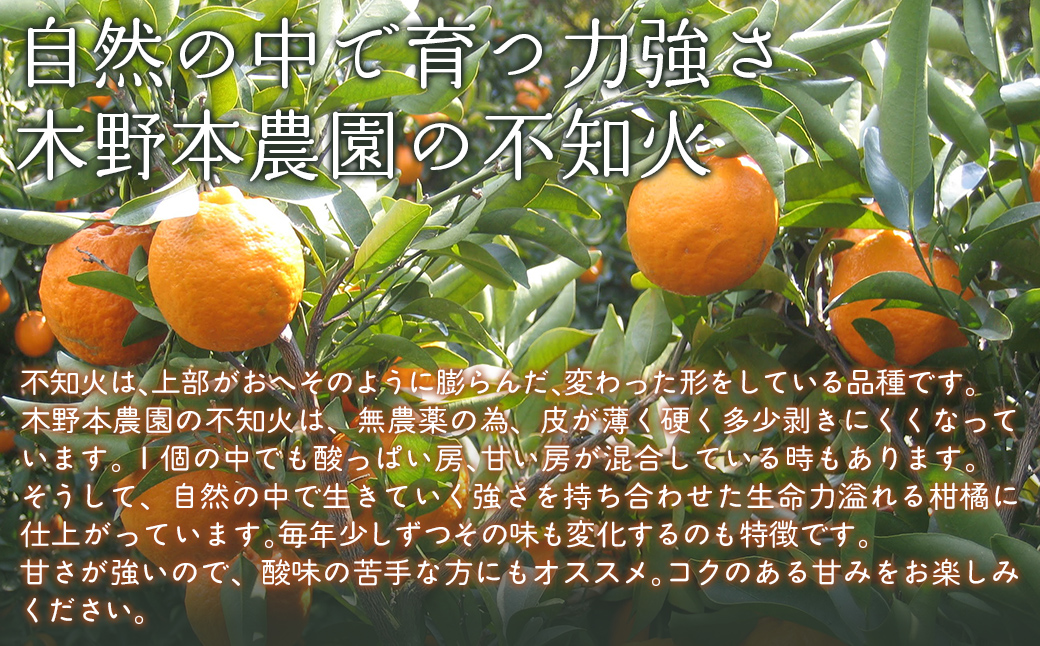 【栽培期間中農薬不使用】【先行受付】【数量限定】農園直送!愛媛県産不知火 5kg (2026年1月上旬頃より順次発送) IKTG007