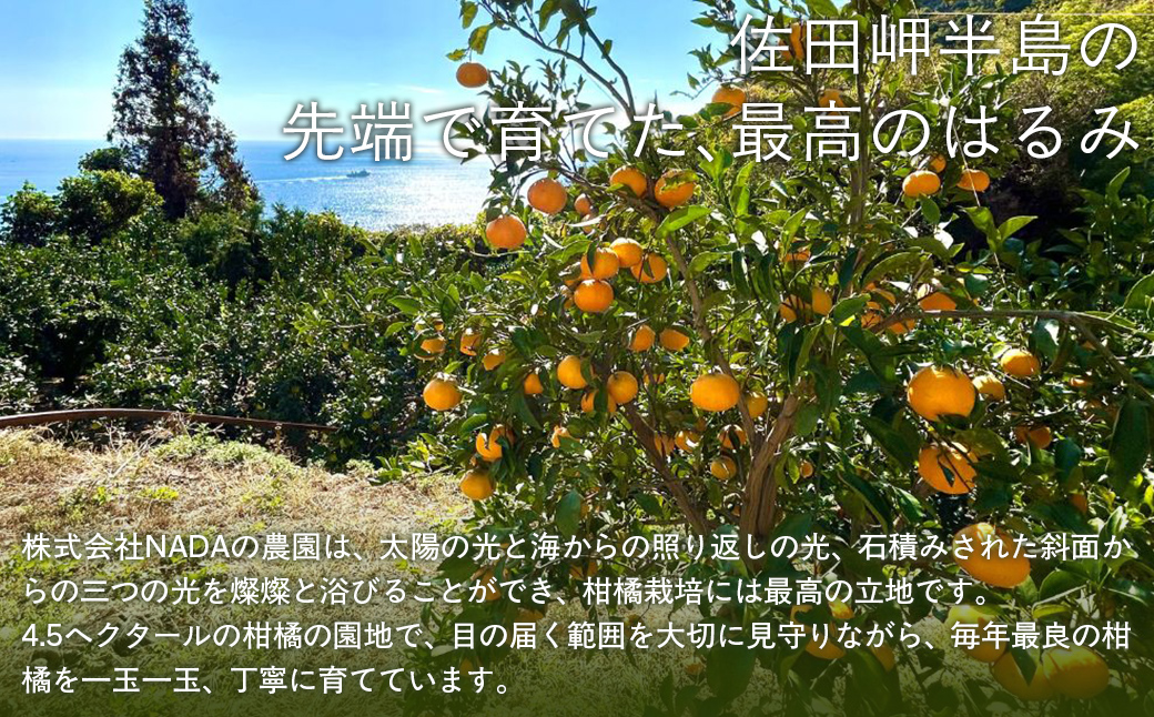 【先行予約】【農家直送】愛媛県産 はるみ 贈答用 4.5kg（2027年1月下旬～2月上旬に順次発送予定） IKTC009 