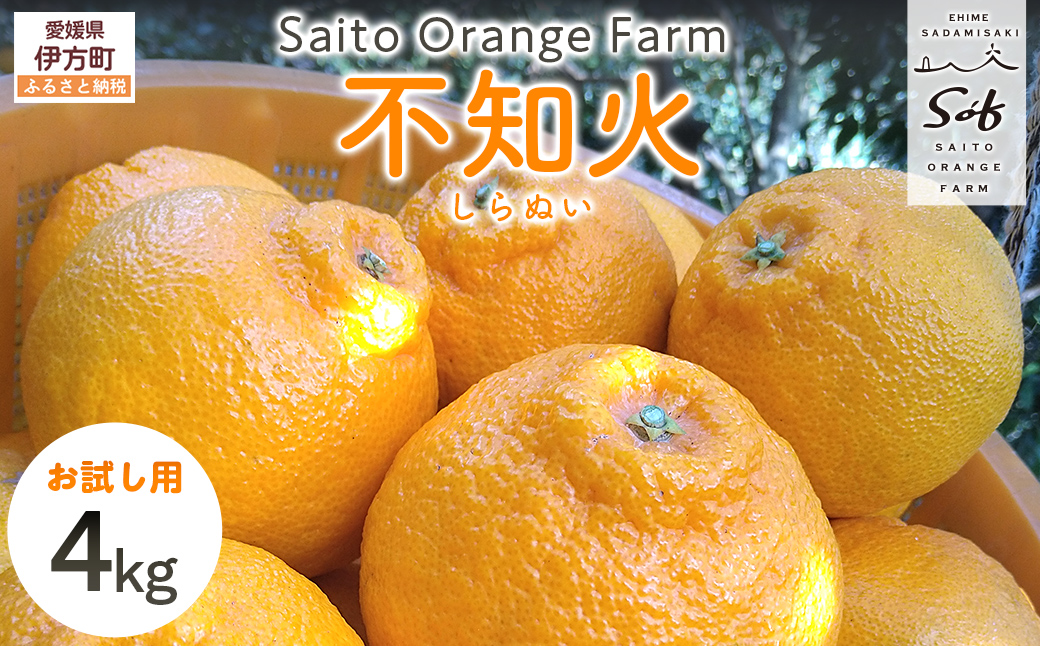 【先行予約】【お試し！】Saito Orange Farmの不知火4kg（2026年2月下旬頃より順次発送） IKTAQ014