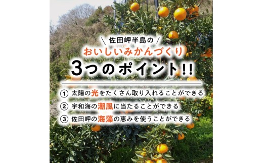 【先行予約】【数量限定】【特選】＼農園直送／愛媛県産せとか約3kg｜柑橘 みかん ミカン 蜜柑 果物 フルーツ 柑橘の大トロ 愛媛県産 ※離島への配送不可 ※2025年2月下旬～3月中旬頃に順次発送予定