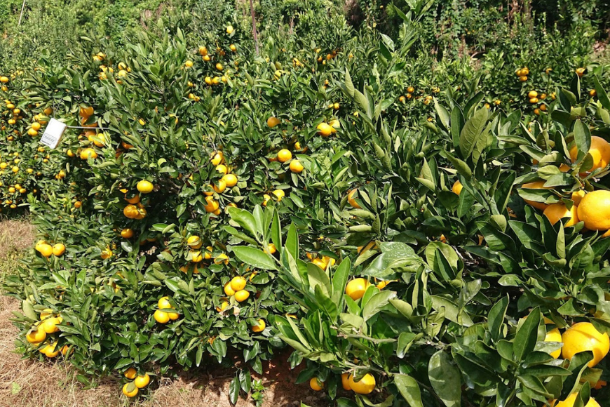 【先行受付】【数量限定】早生みかん（生果）5kg（2025年11月上旬より順次発送） IKTQ005