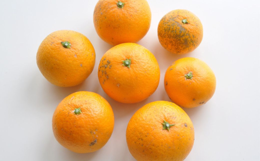 【先行受付】【家庭用】清見オレンジ 10kg ※離島への配送不可 （2026年3月中旬より順次発送） IKTAB008 