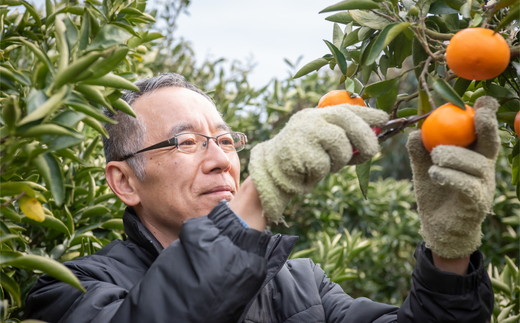 【数量限定】【愛媛県産】田縁農園の無添加100% ストレートジュース12種おまかせセット 720ml 全12種 ｜ 温州みかん 清見タンゴール 伊予柑 河内晩柑 ぽんかん ニューサマーオレンジ せとか ひょうかん 不知火 かんぺい 紅まどんな あいおとめ シトラスミックス ※2025年1月頃より順次発送予定