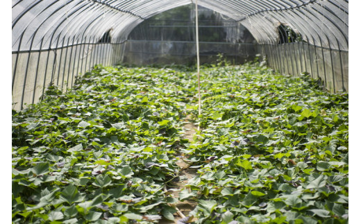 【先行予約】【数量限定】安納芋 生芋（2.5kg）| さつまいも サツマイモ 産地直送　※2024年12月上旬～2025年4月下旬頃に順次発送予定