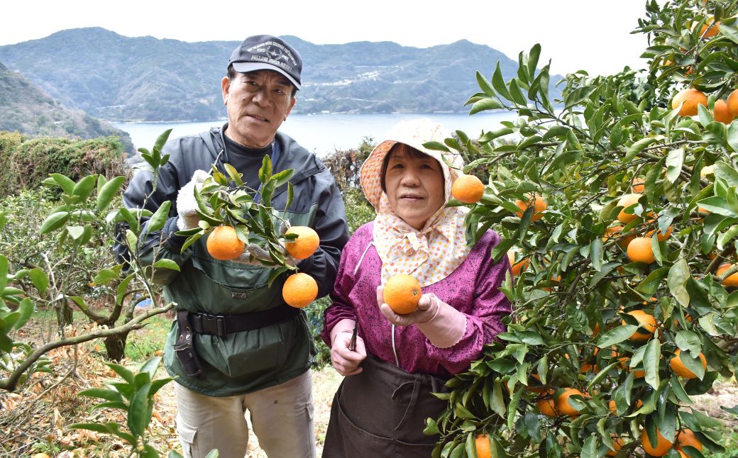 【先行受付】【家庭用】清見オレンジ 10kg ※離島への配送不可 （2026年3月中旬より順次発送） IKTAB008 