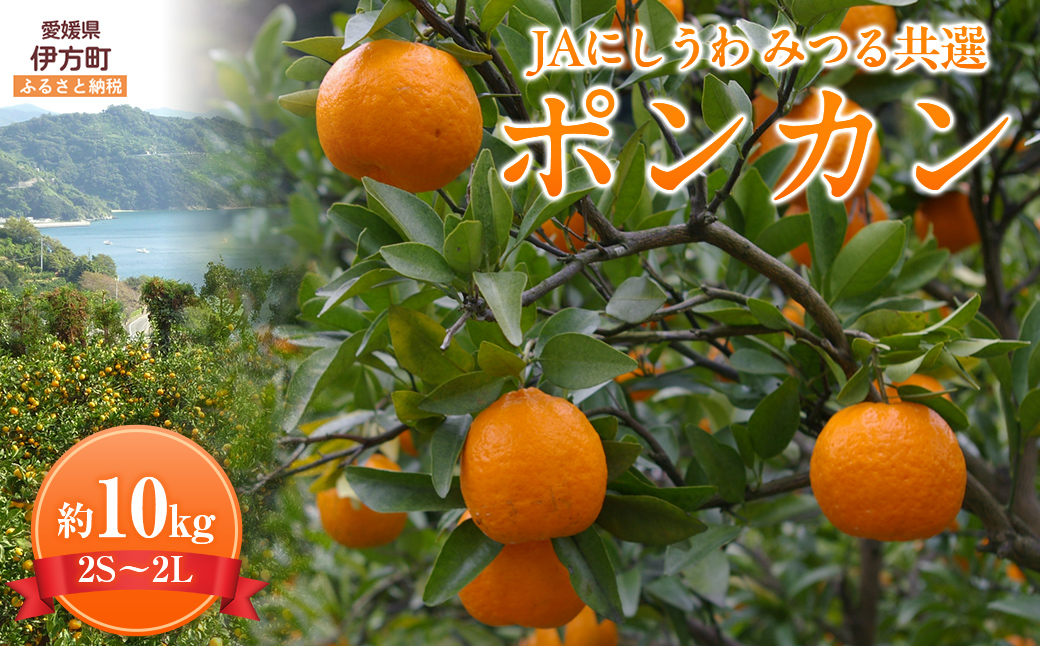【先行予約】【数量限定】JAにしうわ みつる共選 ポンカン約10kg（2S～2L）※離島への配送不可（2026年1月中旬より順次発送予定） IKTBC005