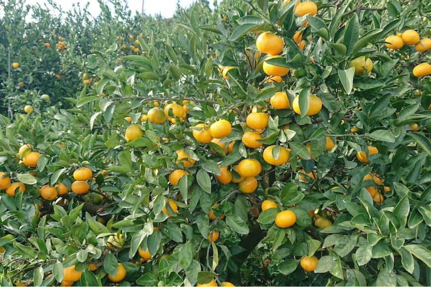 【先行受付】【数量限定】【家庭用】早生みかん（生果）5kg（2025年11月上旬頃より順次発送） IKTQ013