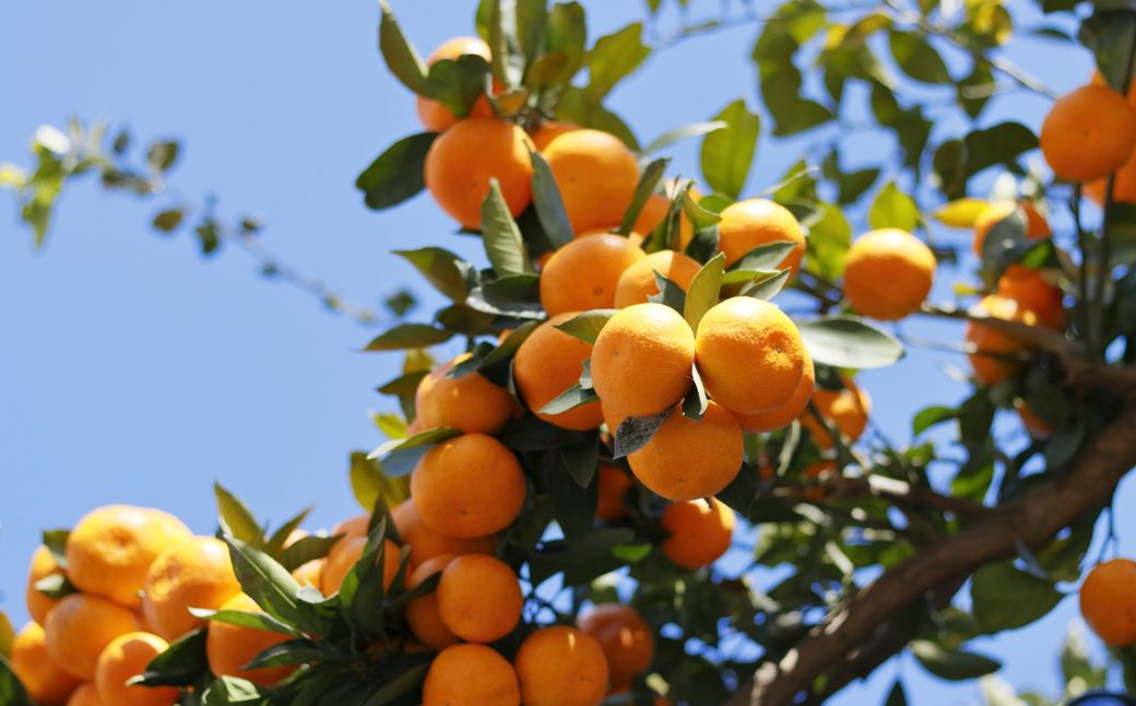 縲仙郁。御コ育エ縲題ィウ縺ゅj 貂隕九が繝ャ繝ウ繧ク險9kg 窶サ髮「蟲カ縺ク縺ョ驟埼∽ク榊庄シ2026蟷エ3譛井ク頑流鬆繧医j鬆谺。逋コ騾∽コ亥ョ夲シ IKTAC009