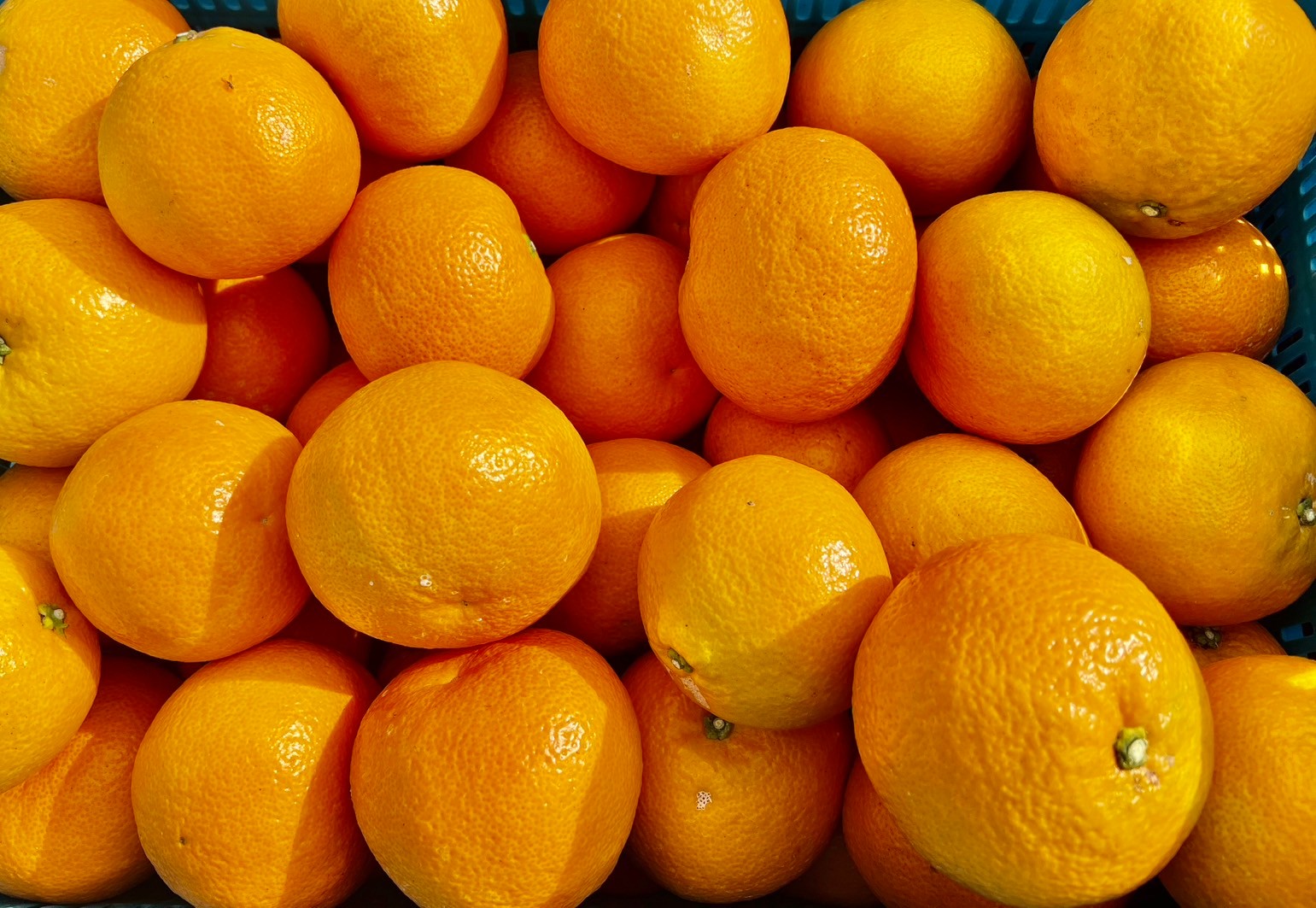 【先行予約】【家庭用】伊予柑 約5kg | 柑橘 みかん 果物 フルーツ 愛媛県産 農家直送　※離島への配送不可　※2026年1月中旬から順次発送予定   IKTAU001