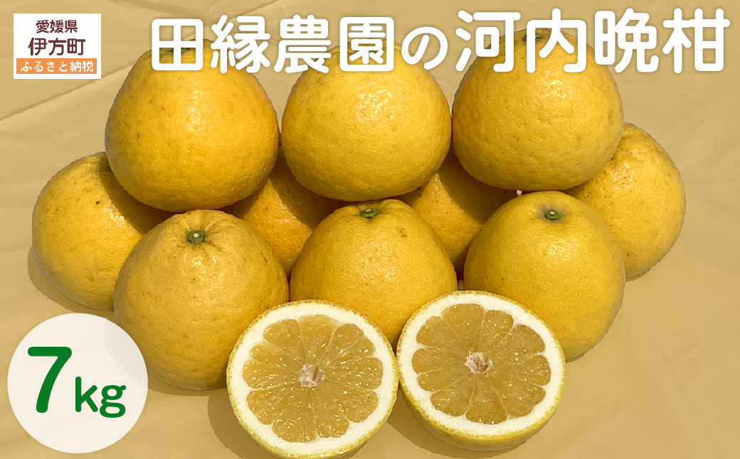【先行予約】【数量限定】田縁農園の河内晩柑約7kg ※離島への配送不可 （2026年4月10日より順次発送） IKTA020