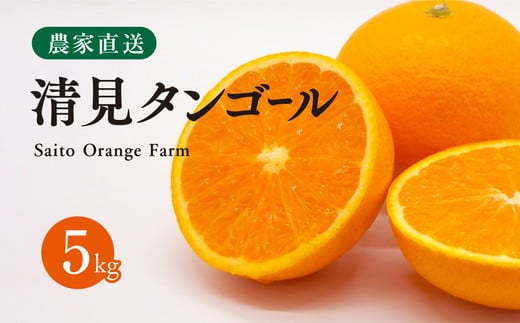 【先行予約】Saito Orange Farmの清見タンゴール5kg ｜ 柑橘 みかん ミカン フルーツ 果物 愛媛　※離島への配送不可　※2025年3月下旬頃より順次発送予定