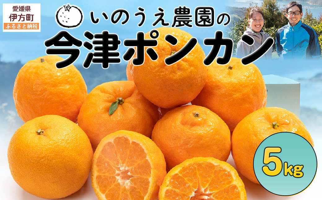【先行予約】いのうえ農園の今津ポンカン 5kg ※離島への配送不可（2026年2月上旬より順次発送） IKTAI004