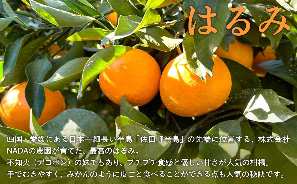 【先行予約】【農家直送】愛媛県産 はるみ 贈答用 4.5kg（2027年1月下旬～2月上旬に順次発送予定） IKTC009 