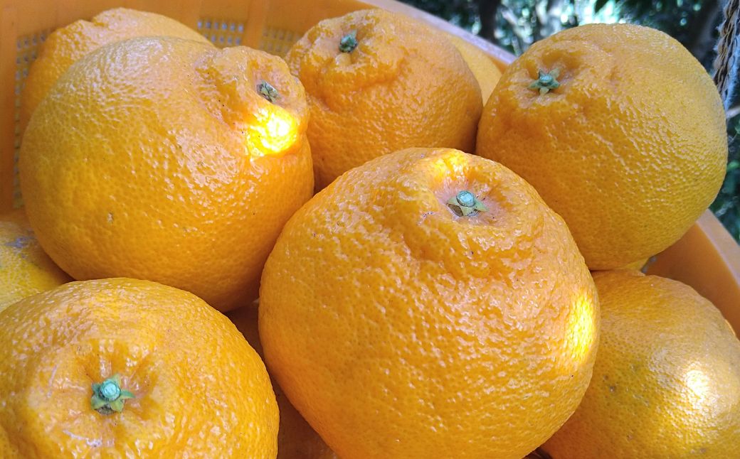 【先行予約】【お試し！】Saito Orange Farmの不知火2kg（2027年3月上旬頃より順次発送予定） IKTAQ013