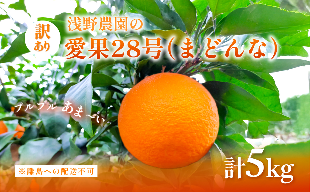 【先行予約】【数量限定】浅野農園の愛果28号（まどんな）訳あり5kg ※離島への配送不可（2025年12月中旬～2026年1月中旬頃に順次発送予定） IKTAC026