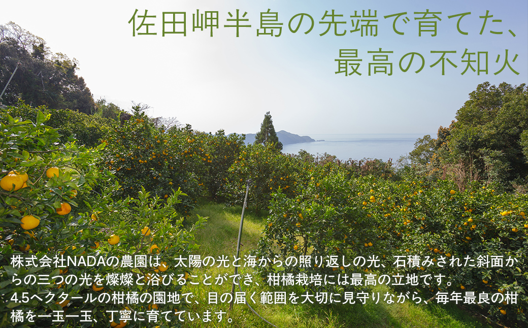 【先行予約】【農家直送】愛媛県産 不知火 贈答用 4.5kg （2027年2月下旬～3月下旬に順次発送予定） IKTC008