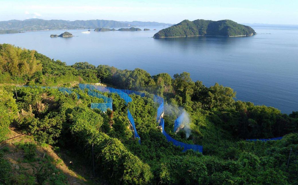 【先行予約】【数量限定】＼農園直送／愛媛県産せとか3kg×1箱（2026年2月下旬より順次発送） 【ふるさと納税 人気 おすすめ ランキング 柑橘 みかん ミカン 蜜柑 せとか 果物 フルーツ 柑橘の大トロ 農園直送 産地直送 岡市農園 愛媛県産 愛媛県 伊方町 送料無料】 IKTV007