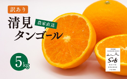 【先行予約】Saito Orange Farmの訳あり清見タンゴール5kg ｜ 柑橘 みかん ミカン フルーツ 果物 愛媛　※離島への配送不可　※2025年3月下旬頃より順次発送予定