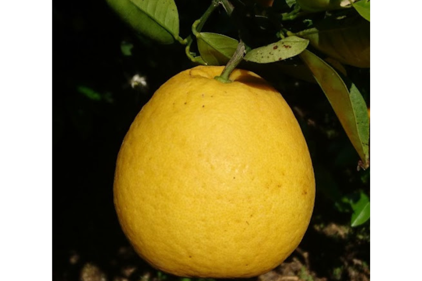 【先行受付】【数量限定】【家庭用】河内晩柑（生果）8kg（2026年5月中旬頃より順次発送） IKTQ008