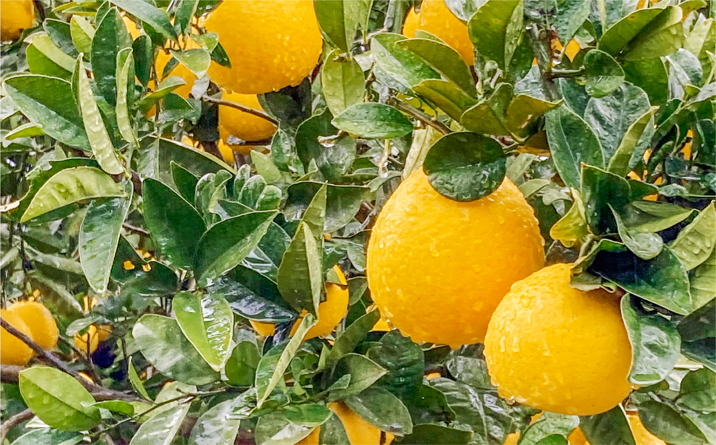 【先行予約】【家庭用】河内晩柑 7kg ※離島への配送不可 （2026年4月10日より順次発送） IKTA030