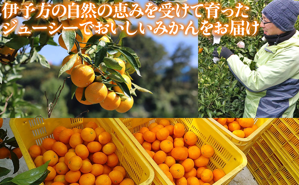 【先行予約】【家庭用】温州みかん 5kg ※北海道・沖縄・離島への配送不可 （2025年12月1日より順次発送予定） IKTAT003 