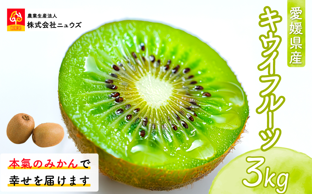 【先行予約】キウイフルーツ（生果）3kg（2025年11月上旬より順次発送） IKTF024