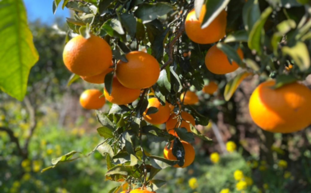 【訳あり】清見オレンジ 約10kg ※離島への配送不可 IKTAU011