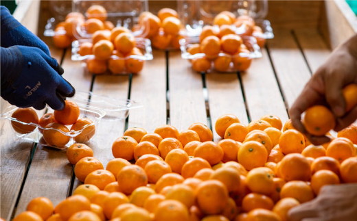 【訳あり】温州みかん 10kg ｜ 柑橘 蜜柑 みかん mikan ミカン 果物 フルーツ 愛媛県産 伊方町 株式会社ニュウズ ※離島への配送不可 ※2024年11月下旬頃～12月下旬頃に順次発送予定