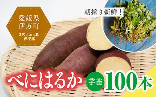 【数量限定】植え付け簡単！べにはるか 芋苗（100本）｜さつまいも サツマイモ 焼き芋 焼芋 栽培 愛媛県 ※2024年5月下旬〜8月上旬頃に順次発送予定