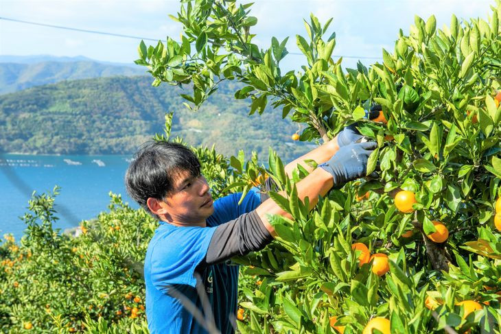 【6回定期便】【数量限定】産地直送！愛媛県産柑橘 ≪柑橘 みかん ギフト≫