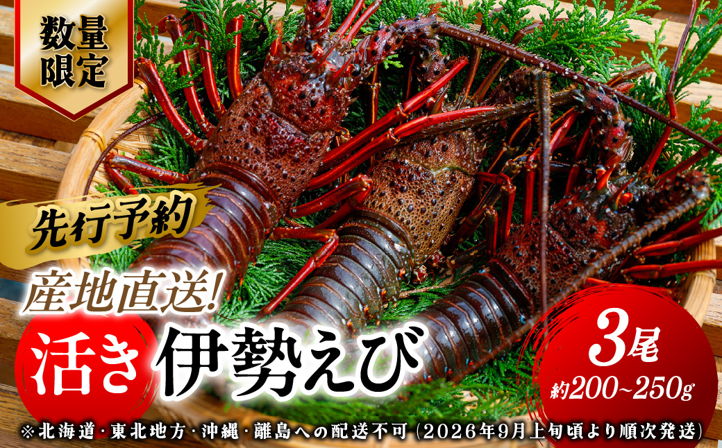 【先行予約】【数量限定】産地直送！活き伊勢えび 約200～250g×3尾 ※北海道・東北地方・沖縄・離島への配送不可（2026年9月上旬頃より順次発送） IKTJ009