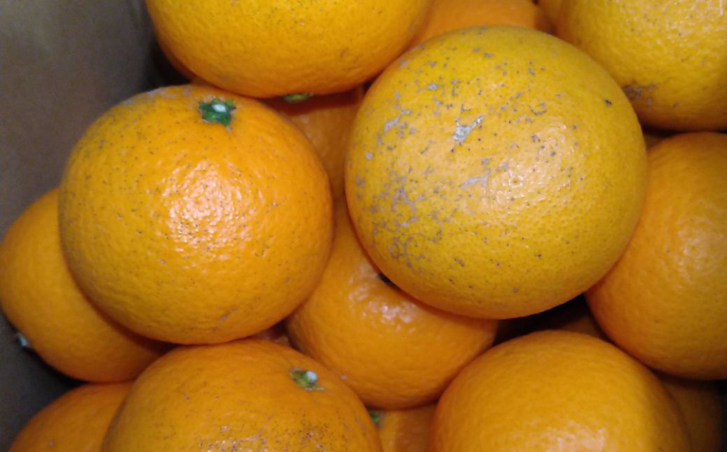 ãå
è¡äºçŽãSaito Orange Farmã®èš³ããæž
èŠãªã¬ã³ãž5kgïŒ2027幎3æäžæ¬é ããé æ¬¡çºéïŒ IKTAQ009