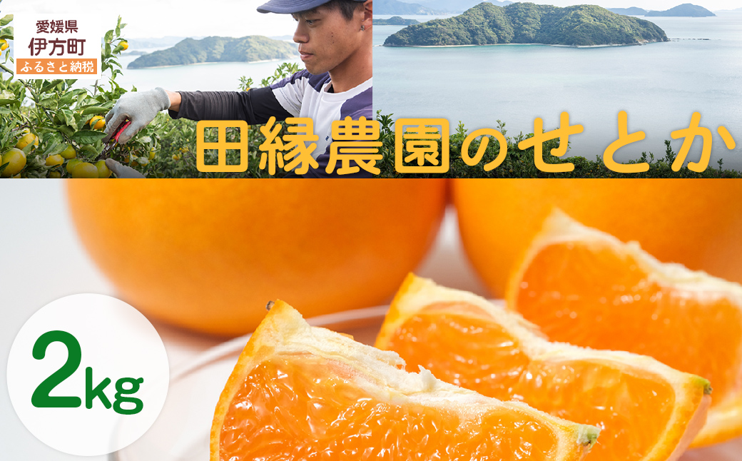 【先行予約】【数量限定】田縁農園のせとか2kg ※離島への配送不可 （2026年3月5日より順次発送） IKTA027