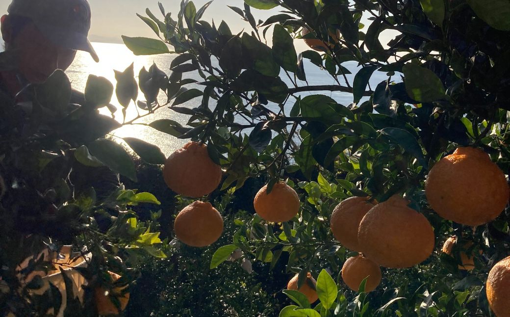 縲仙郁。御コ育エ縲代舌♀隧ヲ縺暦シ√全aito Orange Farm縺ョ荳咲衍轣ォ4kgシ2027蟷エ3譛井ク頑流鬆繧医j鬆谺。逋コ騾∽コ亥ョ夲シ IKTAQ014