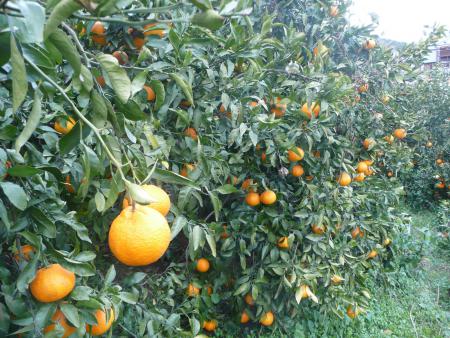 ãå
è¡äºçŽããå®¶åºçšãäžç¥ç« 5kg â»é¢å³¶ãžã®é
éäžå¯ïŒ2026幎2æäžæ¬ããé æ¬¡çºéäºå®ïŒ IKTBD016