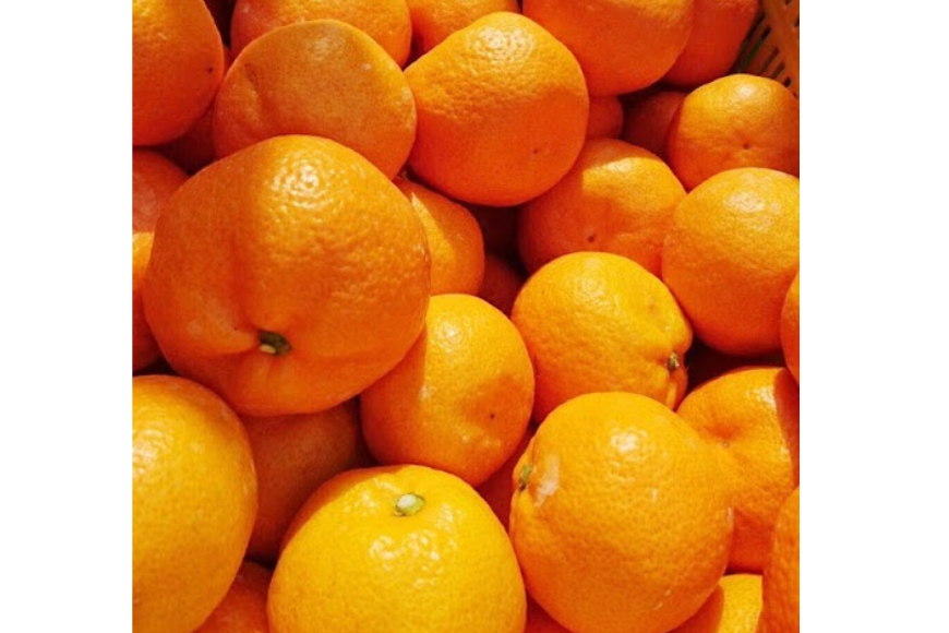 【先行受付】【数量限定】【家庭用】南柑20号（生果）10kg（2025年12月上旬頃より順次発送） IKTQ012