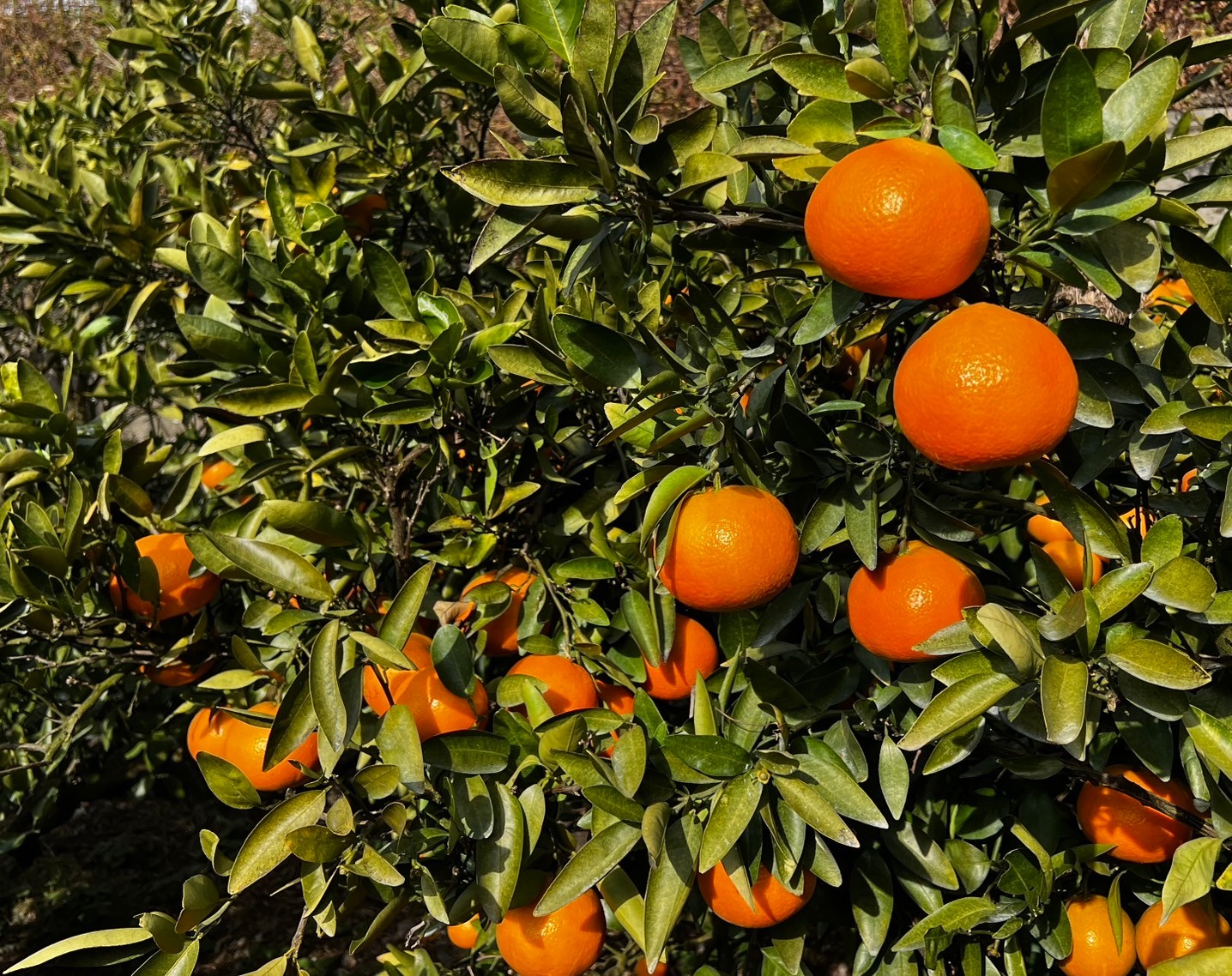 【先行予約】【家庭用】伊予柑 約5kg | 柑橘 みかん 果物 フルーツ 愛媛県産 農家直送　※離島への配送不可　※2026年1月中旬から順次発送予定   IKTAU001