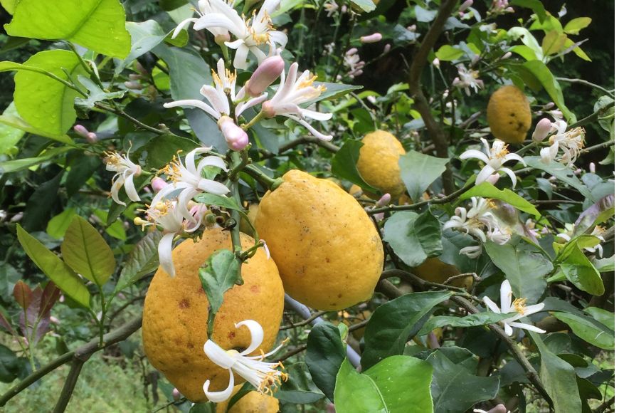 ã幎4åå®æäŸ¿ããæåªçç£ãç°çžèŸ²åã®åå£ç©èªãæ¥ïŒç¢æïŒ7kgïŒãå€ïŒææš¹100%ã¹ãã¬ãŒããžã¥ãŒã¹ïŒ720mlÃ3æ¬ / ã¿ãããããšããäžç¥ç«ïŒãç§ïŒæ©çã¿ããïŒ10kgïŒãå¬ïŒçå¹³ïŒ2kgïŒ IKTA010