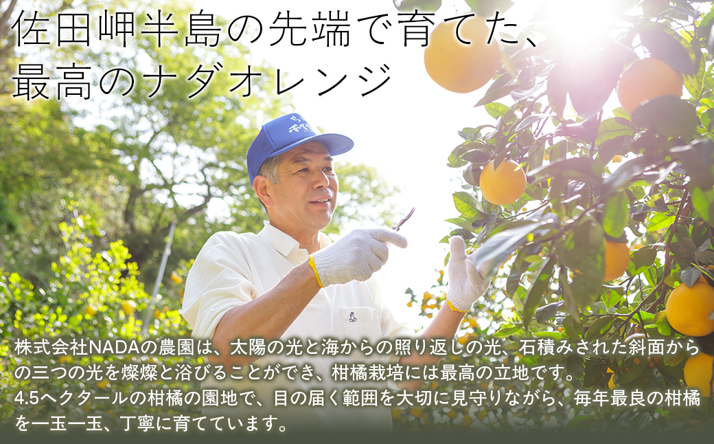 【農家直送】愛媛県産 ナダオレンジ 家庭用 4.5kg（2026年5月中旬より順次発送予定） IKTC006