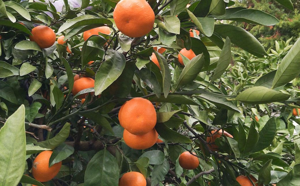 ãå
è¡äºçŽãSaito Orange Farmã®ã¯ãã¿5kgïŒ2027幎2æäžæ¬é ããé æ¬¡çºéäºå®ïŒ IKTAQ016