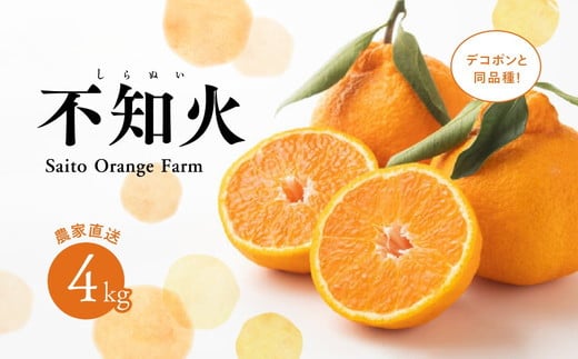 【先行予約】Saito Orange Farmの不知火4kg ｜ 柑橘 みかん ミカン フルーツ  果物 でこぽん デコポンと同品種 愛媛　※離島への配送不可　※2025年3月中旬頃より順次発送予定