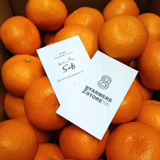 【先行予約】Saito Orange Farmの家庭用清見タンゴール5kg ｜ 柑橘 みかん ミカン フルーツ 果物 愛媛　※離島への配送不可　※2025年3月下旬頃より順次発送予定