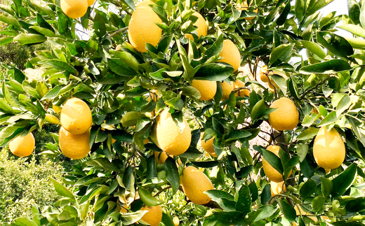 【数量限定】家庭用 瓢柑(7kg) 訳あり ※北海道・沖縄・離島への配送不可 （2026年4月1日より順次発送） IKTA021